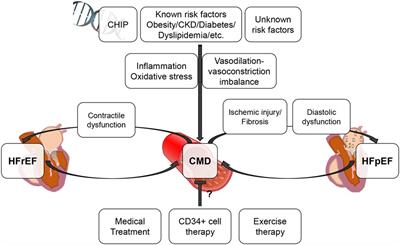 Coronary microvascular dysfunction in heart failure patients